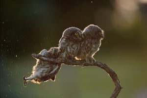 Tibor Kercz’s owl scrambling to get back on to the branch