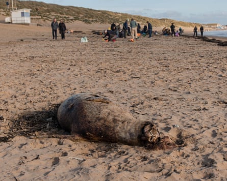 A dead seal near where the volunteers are collecting biobeads on Camber Sands.
