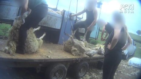 Secret videos reveal workers beating sheep on English and Scottish farms | Animal welfare | The Guardian