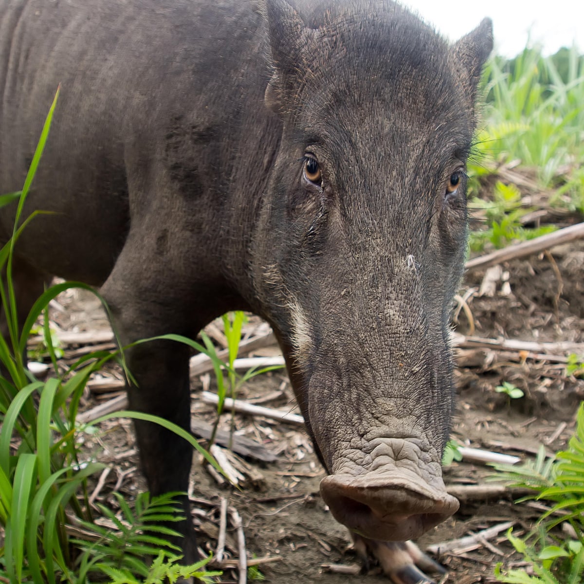 Seaborne Invasion Of Wild Boar Swamps Mystical Malaysian Island Indonesia The Guardian