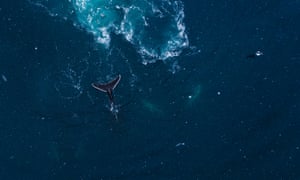 Humpback
