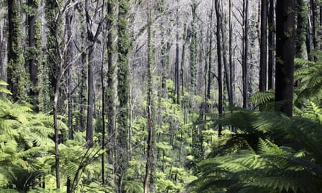 Kuark forest in Errinundra national park