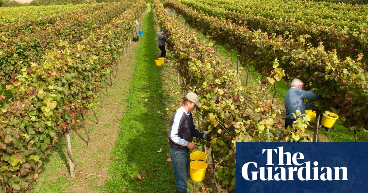 Is English wine becoming hip? | Fiona Beckett on wine | Food | The Guardian