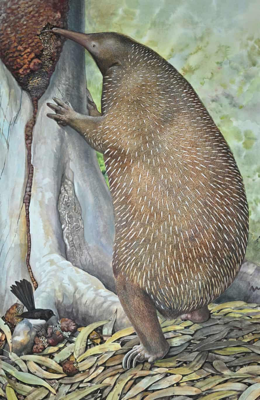 Australian scientists solve mystery of moment monotremes migrated | Fossils 1 Murrayglossus hacketti, a giant echidna of the pleistocene era found in Western Australia. At about 30kg, it’s the largest egg-laying mammal ever discovered and may have fed on termites
