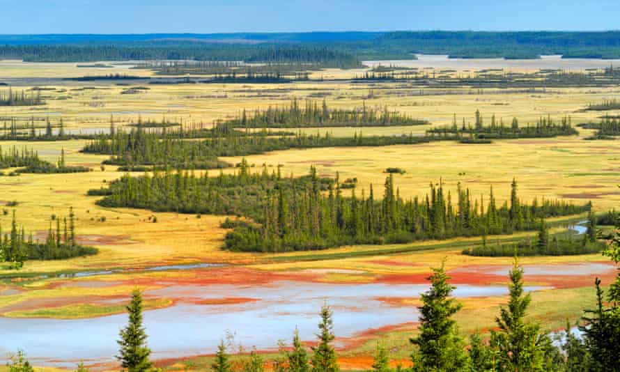 Wood Buffalo nacionalinio parko druskos lygumos