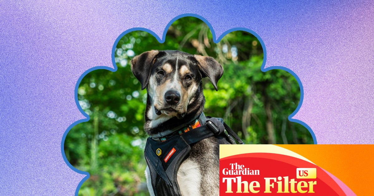 I tested 15 dog harnesses on walks, hikes and car rides to find the very best