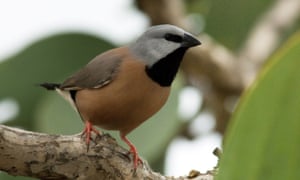 A black-throated finch.