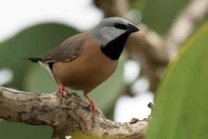 A black-throated finch in Australia