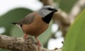 The endangered black-throated finch