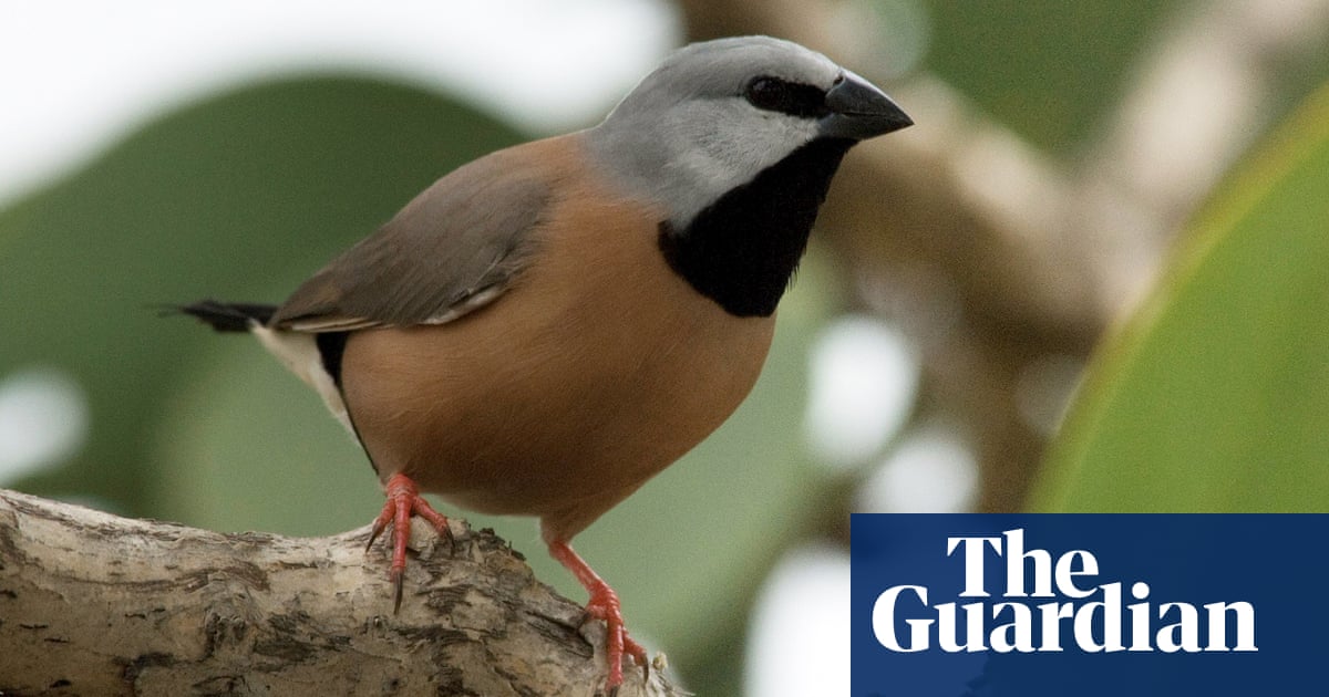 Black-throated finch wins 2019 bird of the year with tawny frogmouth second