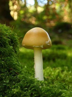 A young death cap