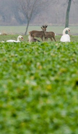 A swan, a wild goose and three roe deer in a field near Harkenbleck, Germany