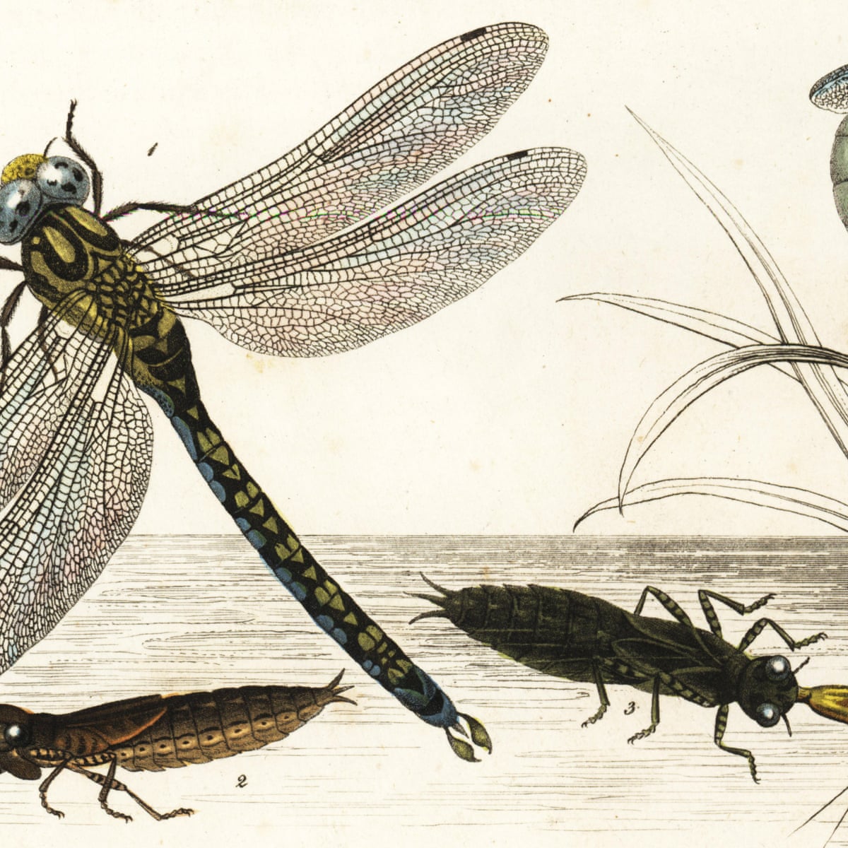 First Winged Insects