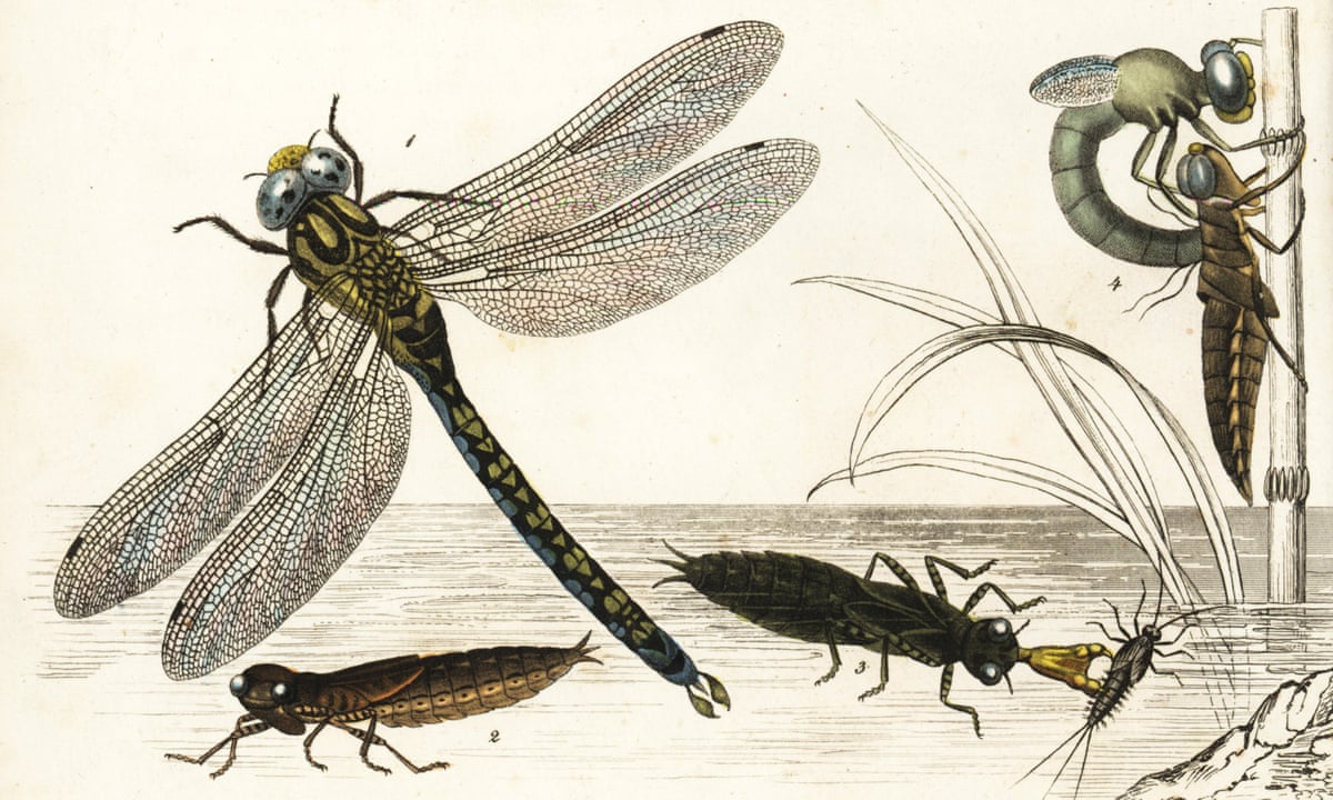 Dragon Fly Races Dragonfly