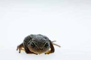 A Pristimantis macrummendozai frog