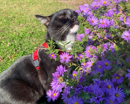 Tux sniffing the flowers during one of his leashed walks
