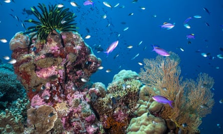 Teeming marine life at Scott Reef