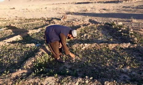 An Afghan farmer cultivates poppy in Helmand, Afghanistan. The country is the world’s biggest producer of heroin