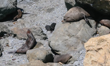 A family of fur seals play off the coast of Kaikōura. In early summer, thousands will come ashore to give birth and nurse their young.