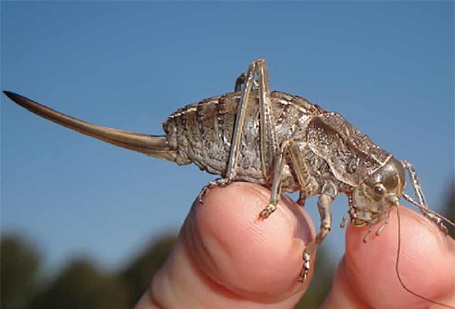 Pycnogaster ribesiglesiasii.