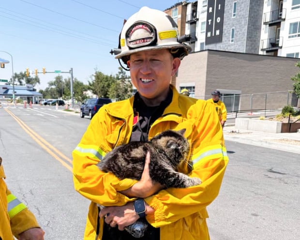 The surviving cat
