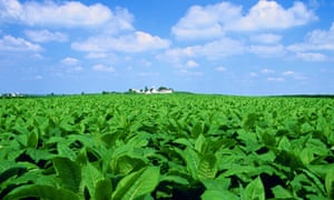 GM techniques have been used to produce crops that are pest-resistant, disease-resistant or less sensitive to herbicides. This is one of the first demonstrations of a crop’s basic efficiency being improved.