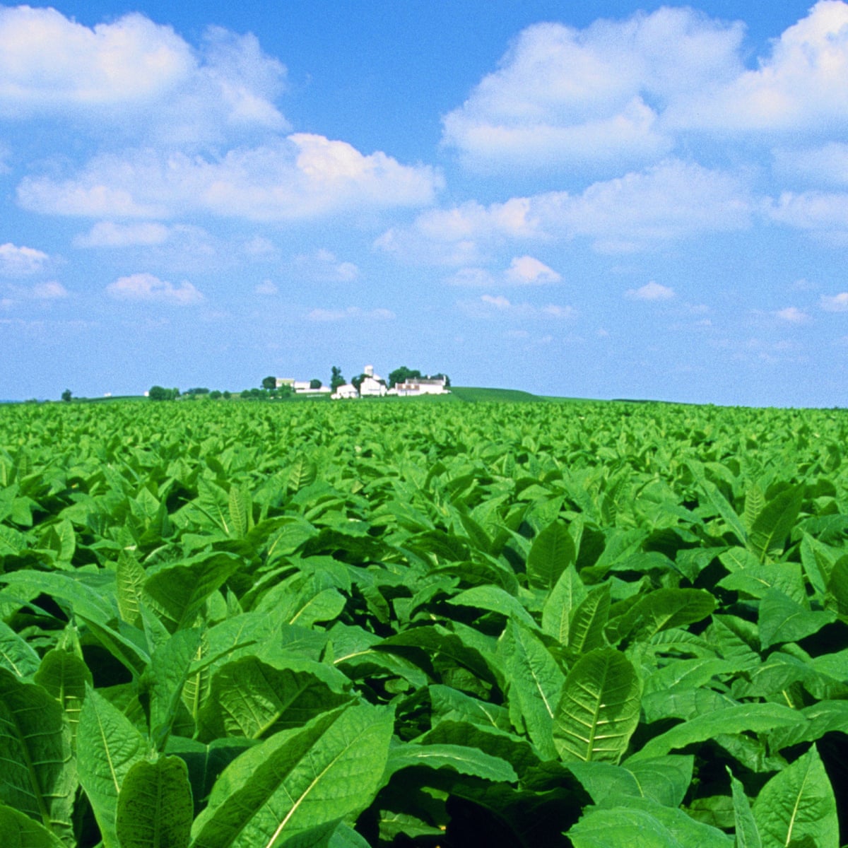 Plants Modified To Boost Photosynthesis Produce Greater Yields Study Shows Agriculture The Guardian