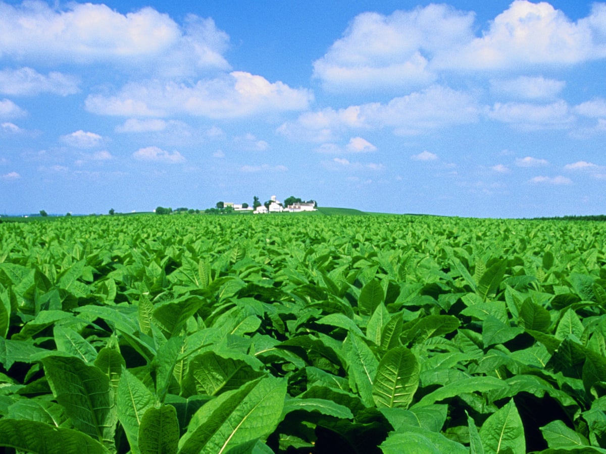 genetically modified tobacco Plants modified to boost photosynthesis produce greater yields, study shows | Agriculture genetically modified tobacco Plants modified to boost photosynthesis produce greater yields, study shows | Agriculture
