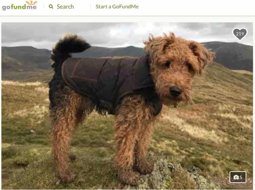 Saatchi Chairman And His Wife Defend Crowdfunding For Instagram Star Dog Crowdfunding The Guardian Saatchi Chairman And His Wife Defend Crowdfunding For Instagram Star Dog Crowdfunding The Guardian