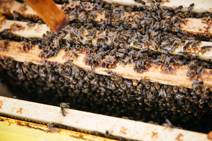 Honeybees Are Voracious Is It Time To Put The Brakes On The Boom In Beekeeping Bees The Guardian Honeybees Are Voracious Is It Time To Put The Brakes On The Boom In Beekeeping Bees The Guardian