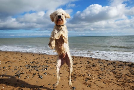 Labradoodle dog with light cream curly fur jumps on a sandy beach. The sea behind is calm and the sky blue with white clouds. The dog is jumping such that it appears to be standing upright with its hind feet just off the sand.