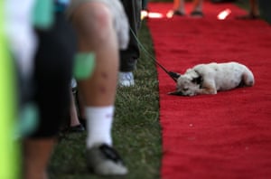 A dog takes a nap on the red carpet during contest