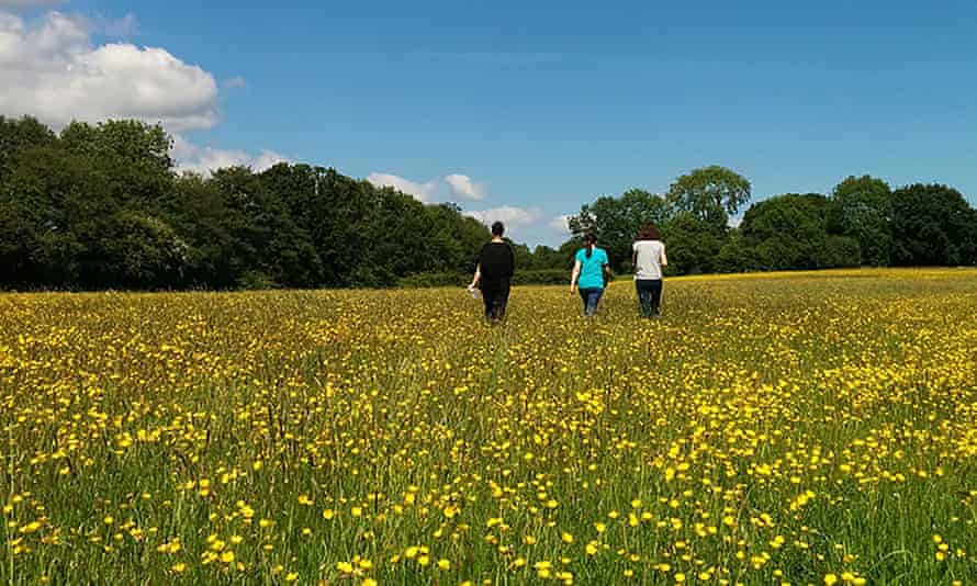 Mellow yellow: let your mind roam free in Yorkshire