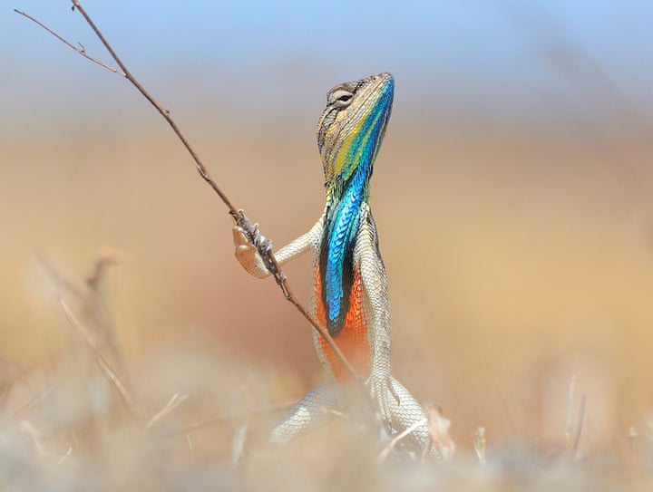Image result for colourful reptile holds up a twig
