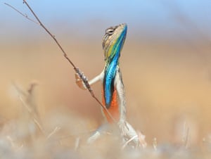 A colourful reptile holds up a twig as it is pictured looking like a warrior with a powerful stance.