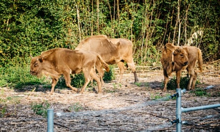 Bisons are released in Blean Woods, Kent