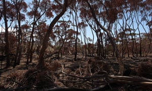 The most severely affected species lost at least 30% of their habitat to the fires.