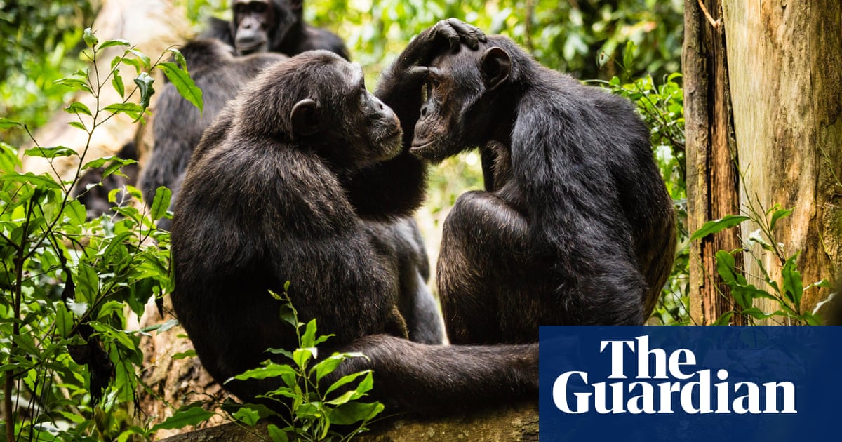 Passing the ‘chimp test’: how Neanderthals and women helped create language