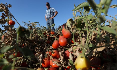 Processing tomatoes dried up by heat and drought hang on vines, a farmer stands in the background with his hands on hips