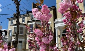 Blossom in south London photographed by a participant named Hannah