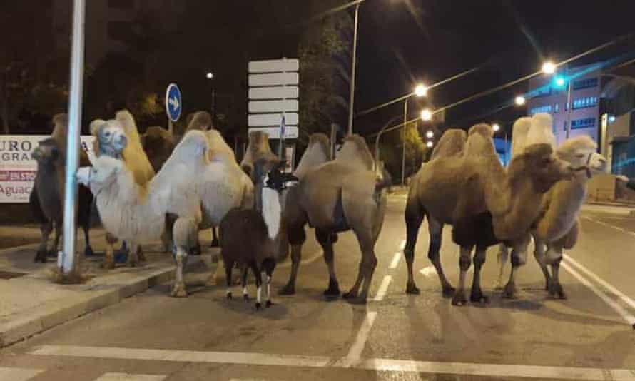 escaped camels successful Madrid