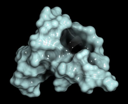 A digital rendering of the bone-building hormone osteocalcin.