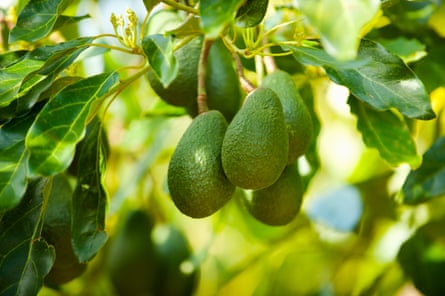 Avocados on a tree.