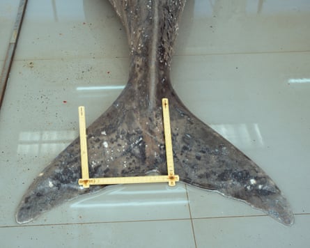 A fish-like tail with a hinged ruler lying on top of it