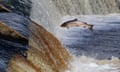 A salmon leaping as it tries to get past a weir in full flow