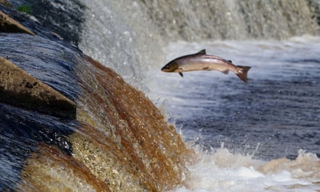 A salmon leaping as it tries to get past a weir in full flow