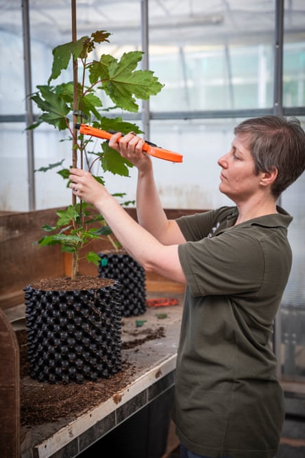 Woman takes care of sapling tree in a pot.