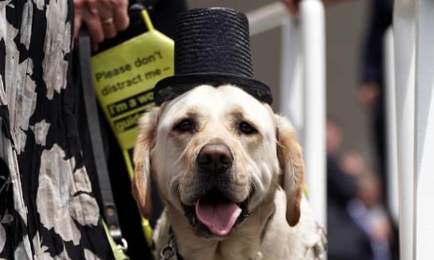A guide dog called Jimbo wearing a top hat at Royal Ascot.