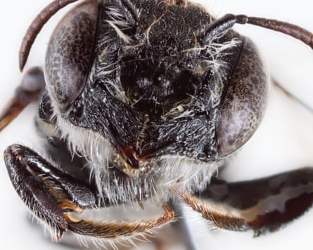 A closeup of the ‘Lucifer’ bee discovered in Western Australia