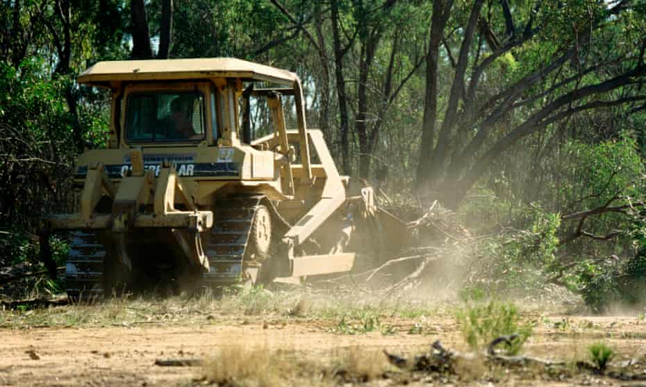 Brigalow Belt land clearing